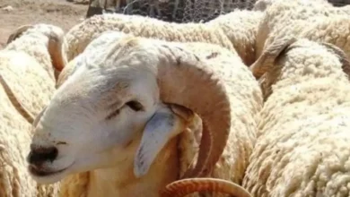 استيراد المواشي