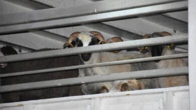 أضاحي العيد المستوردة